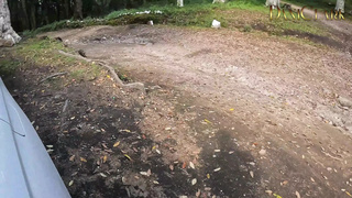Fucking My Gf in the Woods