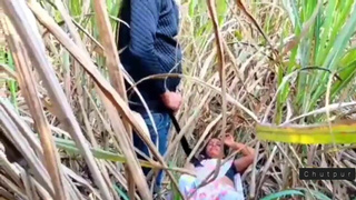 Fuck neighbor cheating housewife in sugarcane field