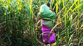 Man's friend went to meet the new daughter-in-law in the sugarcane field. Daughter-in-law was to fuck by a friend..